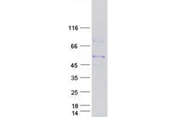 KCMF1 Protein (Myc-DYKDDDDK Tag)