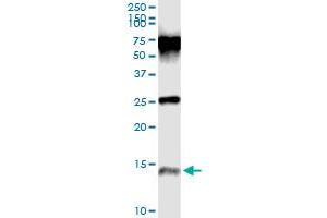 Immunoprecipitation of PI3 transfected lysate using mouse monoclonal anti-PI3 and Protein A Magnetic Bead (PI3 (人) IP-WB Antibody Pair)