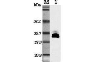 Western blot analysis in mouse plasma using anti-Adiponectin (mouse), pAb  at 1:5'000 dilution. (ADIPOQ 抗体)