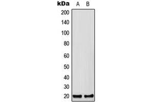 Western blot analysis of CFC1B expression in HEK293T (A), Raw264. (CFC1B 抗体  (C-Term))