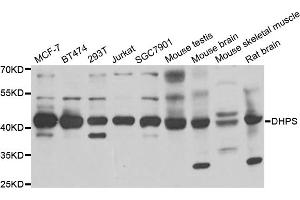 Western blot analysis of extracts of various cell lines, using DHPS antibody (ABIN5973774) at 1/1000 dilution. (DHPS 抗体)