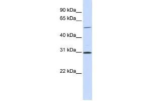 Western Blotting (WB) image for anti-NIMA related kinase 3 (NEK3) antibody (ABIN2459259) (NEK3 抗体)