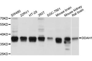 Western blot analysis of extracts of various cell lines, using DDAH1 antibody (ABIN4903456) at 1:1000 dilution. (DDAH1 抗体)
