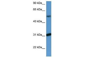 WDR83 antibody (70R-10058) used at 0. (MORG1 抗体  (C-Term))