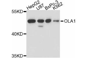 Western blot analysis of extracts of various cell lines, using OLA1 antibody (ABIN5998412) at 1/1000 dilution. (OLA1 抗体)