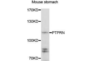 Western blot analysis of extracts of mouse stomach cells, using PTPRN antibody. (PTPRN 抗体)