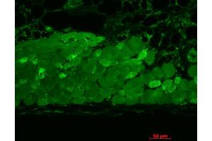 Immunohistochemistry analysis using Mouse Anti-Hsp90 Monoclonal Antibody, Clone 4F3. (HSP90 抗体  (Atto 488))