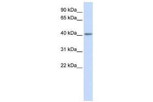 Western Blotting (WB) image for anti-Serotonin Receptor 5A (HTR5A) antibody (ABIN2460112) (Serotonin Receptor 5A 抗体)