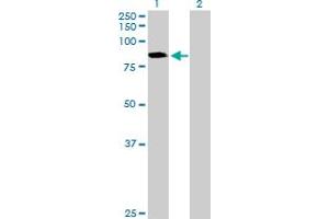 Western Blot analysis of CTNNAL1 expression in transfected 293T cell line by CTNNAL1 MaxPab polyclonal antibody. (CTNNAL1 抗体  (AA 1-734))