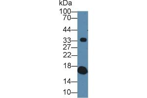 Western blot analysis of Pig Serum, using Rabbit Anti-Pig TTR Antibody (1 µg/ml) and HRP-conjugated Goat Anti-Rabbit antibody (abx400043, 0. (TTR 抗体  (AA 21-150))