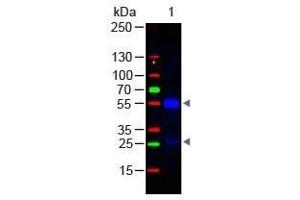 Goat IgG (H&L) Antibody 488 Conjugated Pre-Adsorbed Western Blot Western Blot of Donkey anti-Goat IgG Antibody 488 Conjugated Pre-Adsorbed Lane 1: Goat IgG Load: 50 ng per lane Secondary antibody: Goat IgG (H&L) Antibody 488 Conjugated Pre-Adsorbed at 1:1,000 for 60 min at RT Block: ABIN925618 for 30 min at RT Predicted/Observed size: 55 and 28 kDa, 55 and 28 kDa (驴 anti-山羊 IgG Antibody (DyLight 488) - Preadsorbed)