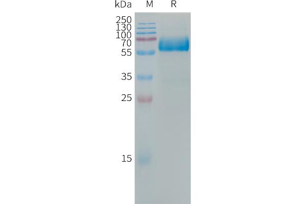 OLR1 Protein (Fc Tag)