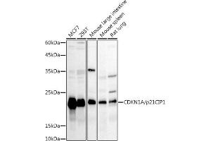 Western blot analysis of extracts of various cell lines, using CDKN1A/p21CIP1 antibody (ABIN1679159, ABIN1679158, ABIN3016472 and ABIN6219758) at 1:1000 dilution. (p21 抗体  (AA 1-164))