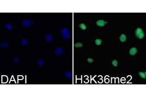 Immunofluorescence (IF) image for anti-Histone 3 (H3) (H3K36me2) antibody (ABIN1873004) (Histone 3 抗体  (H3K36me2))