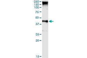 Immunoprecipitation of TARBP2 transfected lysate using anti-TARBP2 MaxPab rabbit polyclonal antibody and Protein A Magnetic Bead , and immunoblotted with TARBP2 purified MaxPab mouse polyclonal antibody (B01P) . (TARBP2 抗体  (AA 1-366))