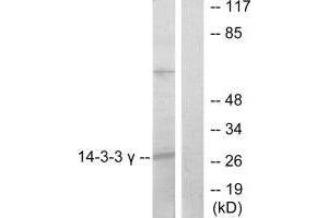 Western blot analysis of extracts from K562 cells, treated with insulin (0. (14-3-3 gamma 抗体)