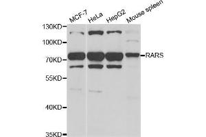Western blot analysis of extracts of various cell lines, using RARS antibody (ABIN5973728) at 1/1000 dilution. (RARS 抗体)