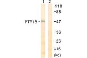 Western blot analysis of extracts from COS7 cells, treated with UV 30', using PTP1B (Ab-50) Antibody. (PTPN1 抗体  (AA 16-65))
