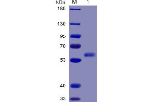 Human Ligand Protein, mFc-His Tag on SDS-PAGE under reducing condition. (FLT3LG Protein (AA 27-185) (mFc-His Tag))