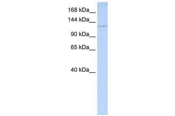 WDR3 抗体  (Middle Region)