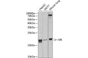 Western blot analysis of extracts of various cell lines, using SRI Antibody  at 1:1000 dilution. (SRI 抗体  (AA 1-198))