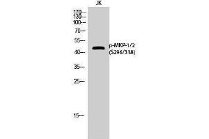 Western Blotting (WB) image for anti-Dual Specificity Phosphatase 1/4 (DUSP1/4) (pSer296), (pSer318) antibody (ABIN3179716) (MKP-1/2 抗体  (pSer296, pSer318))