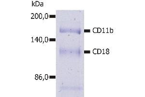 Immunoprecipitation of human CD11b/CD18 heterodimer from the lysate of washed PBMC isolated from healthy donor. (CD11b 抗体  (PE))