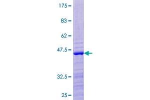 RPS24 Protein (AA 1-130) (GST tag)