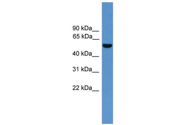 ALDH9A1 抗体  (C-Term)