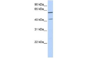 Western Blotting (WB) image for anti-Polymerase (DNA-Directed), delta Interacting Protein 3 (POLDIP3) antibody (ABIN2458549) (POLDIP3 抗体)