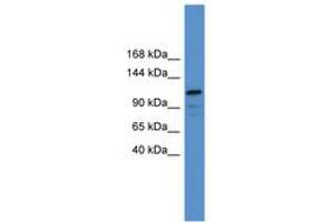 Image no. 1 for anti-Nuclear Factor of Activated T-Cells, Cytoplasmic, Calcineurin-Dependent 1 (NFATC1) (C-Term) antibody (ABIN6746178) (NFATC1 抗体  (C-Term))