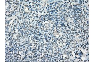 Immunohistochemistry (IHC) image for anti-P450 (Cytochrome) Oxidoreductase (POR) antibody (ABIN1497748) (POR 抗体)