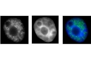 RNA pol II CTD Ser2ph / Ser5ph antibody (mAb) (Clone 1A12G10) tested by immunofluorescence. (RNA Pol II CTD Ser2ph / Ser5ph (pSer2), (pSer5) 抗体)