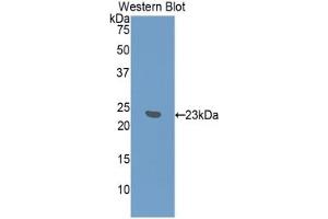 Detection of Recombinant IFNa7, Mouse using Polyclonal Antibody to Interferon Alpha 7 (IFNa7) (IFNA7 抗体  (AA 24-190))