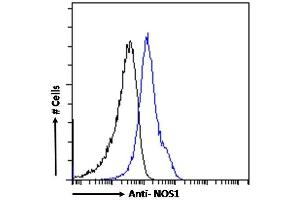 Flow Cytometry (FACS) image for anti-Nitric Oxide Synthase 1, Neuronal (NOS1) (C-Term) antibody (ABIN184662)