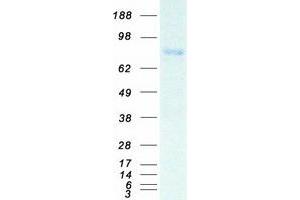 Validation with Western Blot (FURIN Protein (Myc-DYKDDDDK Tag))