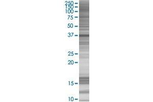 NMI transfected lysate. (NMI 293T Cell Transient Overexpression Lysate(Denatured))