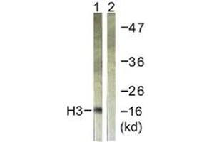 Western Blotting (WB) image for anti-Histone 3 (H3) (AA 16-65) antibody (ABIN2890740) (Histone 3 抗体  (AA 16-65))