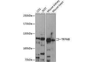 Western blot analysis of extracts of various cell lines, using TRPM8 antibody (ABIN6128838, ABIN6149590, ABIN6149592 and ABIN6216252) at 1:3000 dilution. (TRPM8 抗体  (AA 880-960))
