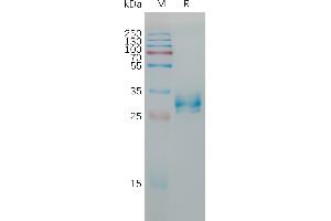 Human C(138-160) Protein, hFc Tag on SDS-PAGE under reducing condition. (Claudin 6 Protein (CLDN6) (AA 138-160) (Fc Tag))