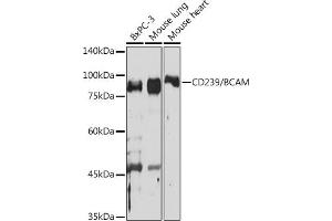Western blot analysis of extracts of various cell lines, using CD239/BCAM Rabbit mAb (ABIN7265828) at 1:1000 dilution. (BCAM 抗体)