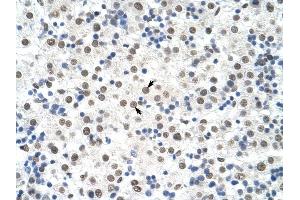 DDX19B antibody was used for immunohistochemistry at a concentration of 4-8 ug/ml to stain Hepatocytes (arrows) in Human Liver. (DDX19B 抗体)