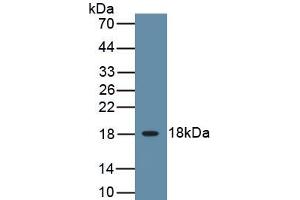 Detection of Recombinant IL3, Canine using Polyclonal Antibody to Interleukin 3 (IL3) (IL-3 抗体  (AA 24-143))