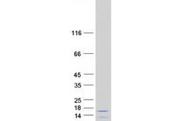 PDE6H Protein (Myc-DYKDDDDK Tag)