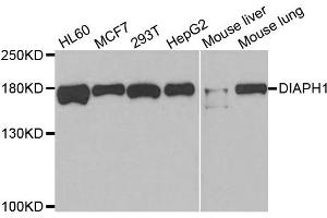 Western blot analysis of extracts of various cell lines, using DIAPH1 antibody. (DIAPH1 抗体)