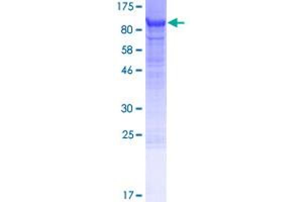 LRRN1 Protein (AA 1-716) (GST tag)