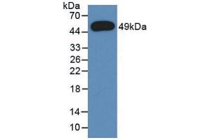 Western Blot; Sample: Recombinant a1AGP, Rat. (ORM1 抗体  (AA 19-186))