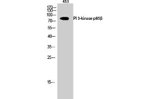 Western Blot analysis of 453 cells using PI 3-kinase p85β Polyclonal Antibody diluted at 1:500. (PIK3R2 抗体)