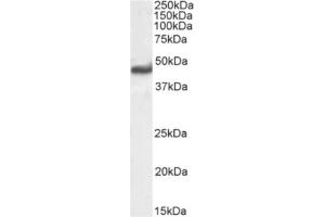 Western Blot using anti-RAGE antibody 2A11. (Recombinant RAGE 抗体)