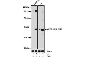 Western blot analysis of extracts of various cell lines, using Phospho-MAPKAPK-2/MK2-T334 antibody (ABIN6135260, ABIN6136144, ABIN6136145 and ABIN6225607) at 1:1000 dilution. (MAPKAP Kinase 2 抗体  (pThr334))